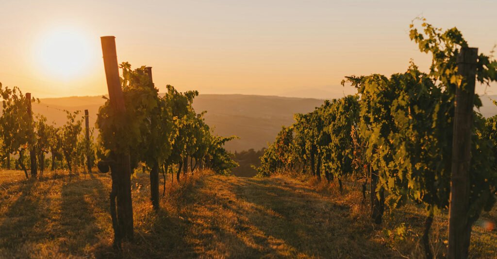 wine marketing company